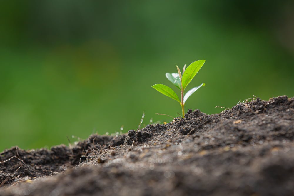 Conservación ambiental