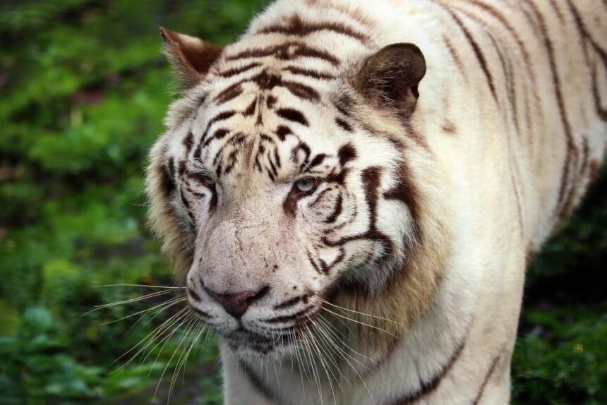 Animales en peligro de extinción en su hábitat natural