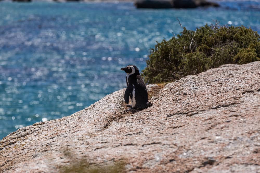 Pingüino del Cabo en su hábitat natural