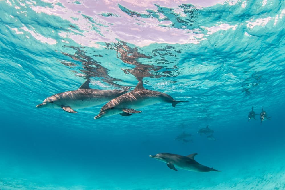 Delfines jugando en el hábitat marino, símbolo de la biodiversidad marina