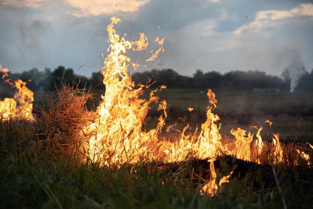 Ilustración de fuego en la estepa durante una ola de calor