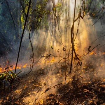 Causas, consecuencias y soluciones para detener la deforestación