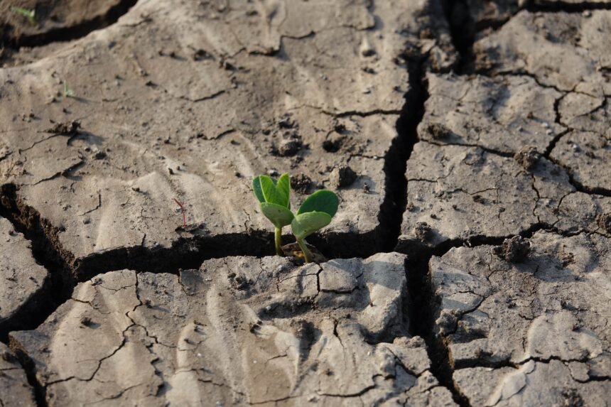Identificando las consecuencias de la crisis climática