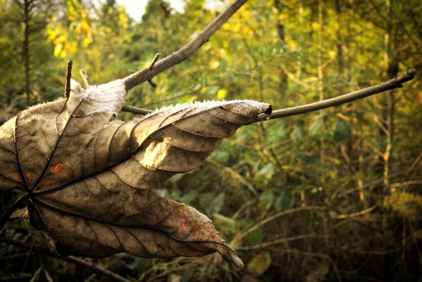 Medioambiente en peligro: la pérdida del hábitat natural del lémur por la avanzada agrícola