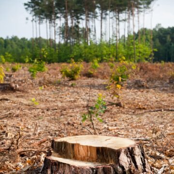El peligro de la tala de árboles en la Amazonia para la expansión ganadera