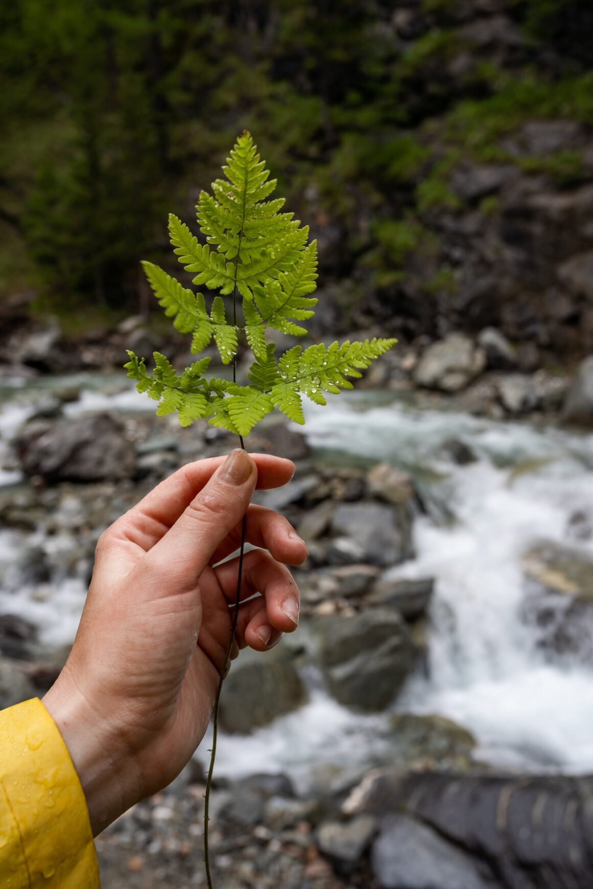 La sustentabilidad en la naturaleza chilena: un análisis del Parque Nacional Torres del Paine