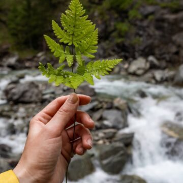 La sustentabilidad en la naturaleza chilena: un análisis del Parque Nacional Torres del Paine
