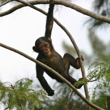 Animales de América Latina en peligro de extinción en 2024 Animales de América Latina en peligro de extinción en 2024