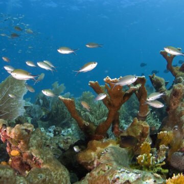 Acidificación del océano chileno y su impacto en los choritos Acidificación del océano chileno y su impacto en los choritos