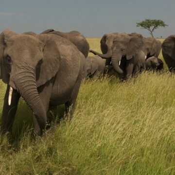 El hombre sería la verdadera causa de la extinción masiva de la megafauna