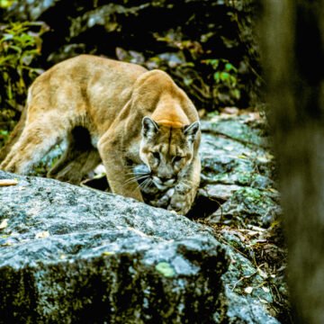 Pumas en peligro: la temporada de caza deportiva amenaza a la especie