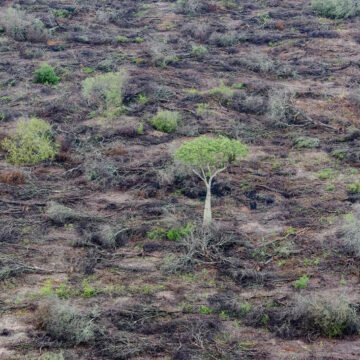 Preocupación por el posible colapso de la Amazonía en las próximas décadas