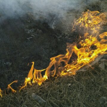 Las consecuencias devastadoras de los incendios en la naturaleza