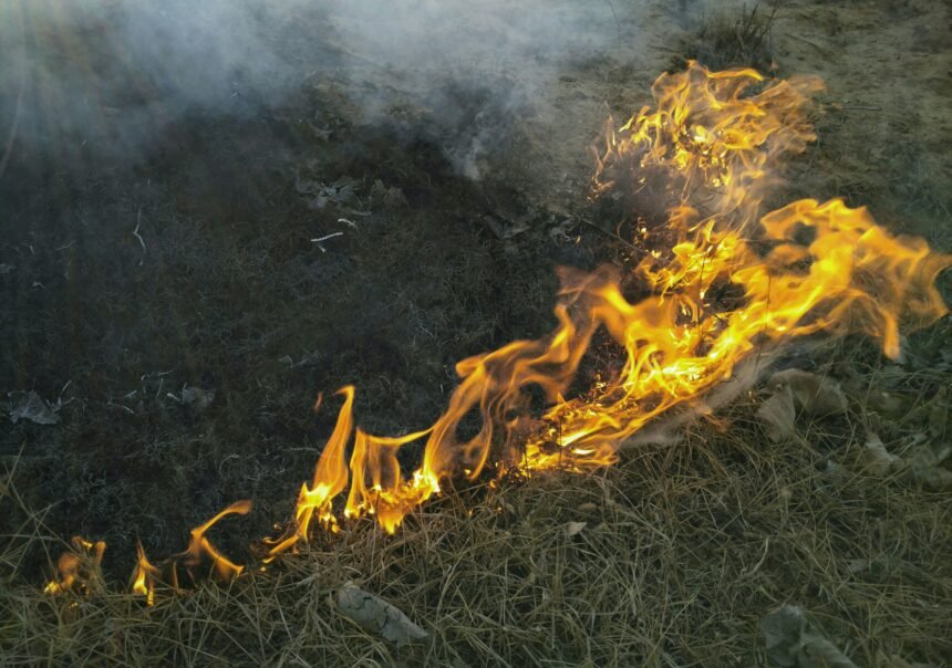 Las consecuencias devastadoras de los incendios en la naturaleza