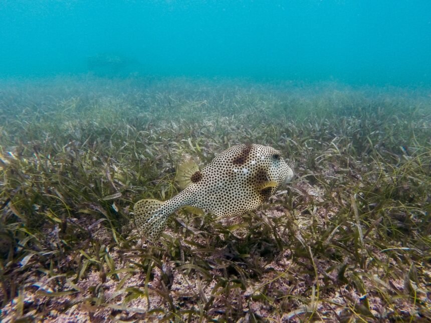 Las amenazas inminentes a la biodiversidad marina y sus consecuencias