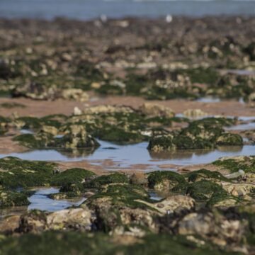 La desconocida magnitud de los impactos de la producción de celulosa en el mar de Chile