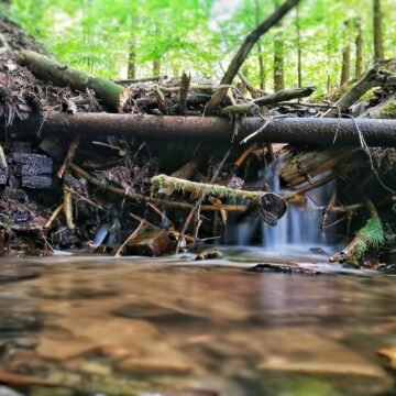 Amazonia en peligro: la deforestación y sus consecuencias