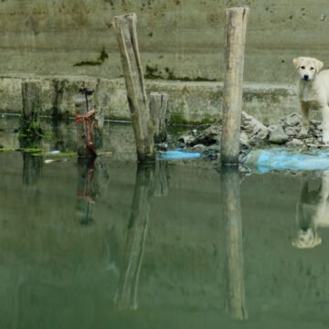 Ríos contaminados, comunidades vulnerables: la crisis hídrica en las zonas rurales de México Ríos contaminados, comunidades vulnerables: la crisis hídrica en las zonas rurales de México