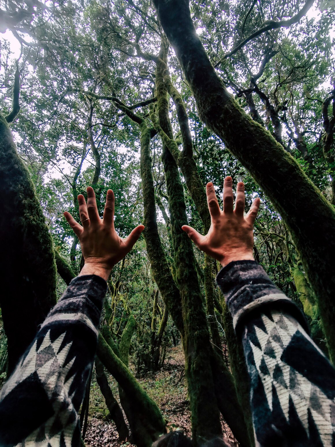 Guardianes del bosque: las luchas de las comunidades indígenas contra la explotación forestal en Brasil