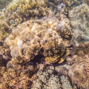 El coral en peligro: la acidificación del océano y su impacto en el Caribe