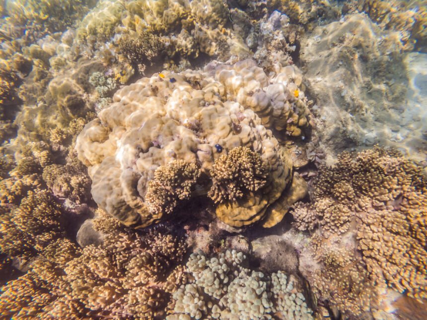 El coral en peligro: la acidificación del océano y su impacto en el Caribe
