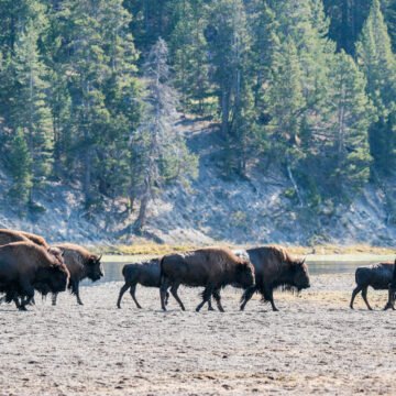  ¿Qué es el rewilding?: la nueva alternativa para luchar contra el cambio climático