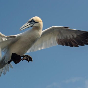  Científicos declaran perdidas 144 especies de aves, después de diez años sin ser vistas