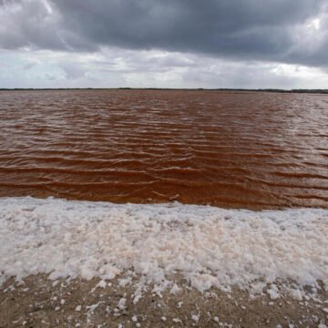 Fiebre del litio: ¿qué costo tiene para la biodiversidad del planeta?