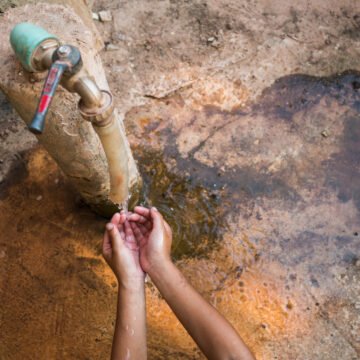 El impacto devastador de las especies no nativas