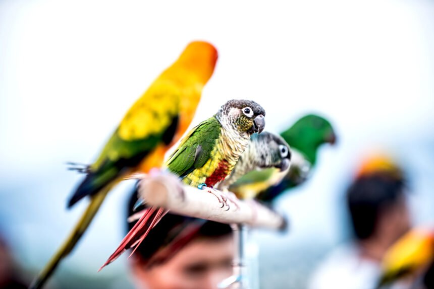 Guacamayos militares, una especie emblemática en peligro de extinción