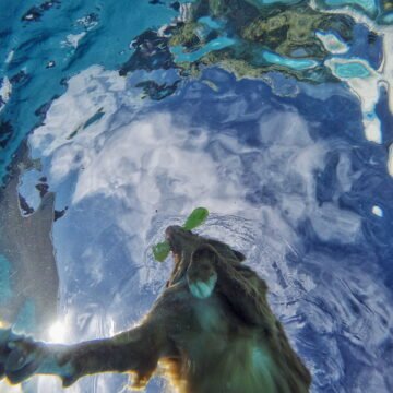Impacto de la eutrofización en los océanos costeros