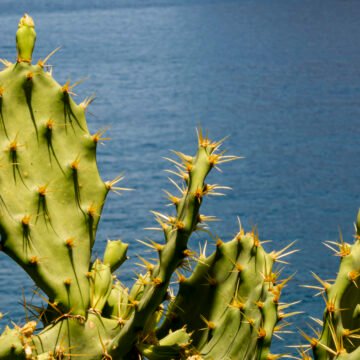 Conservación de manglares y ecosistemas costeros en la Reserva de la Biosfera Sian Ka’an, México
