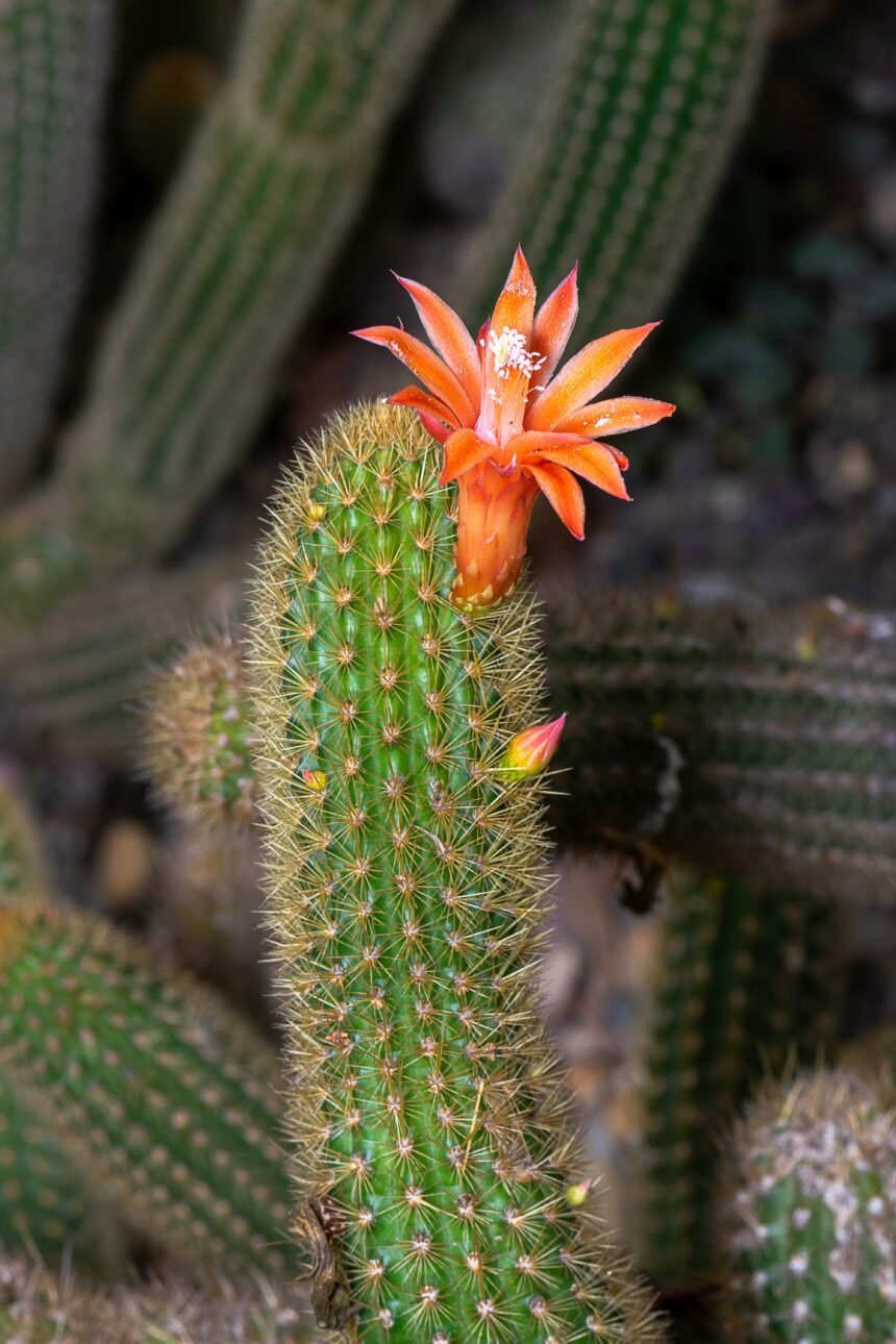 La reserva de la biosfera Calakmul, México como destino de conservación