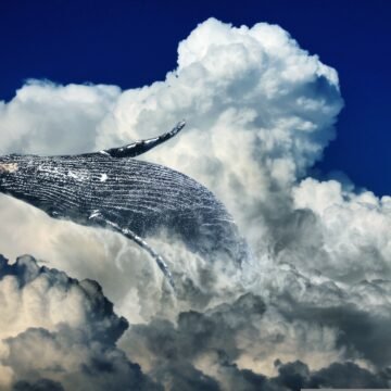 La ballena sei, la especie que reapareció en el mar patagónico tras casi 100 años