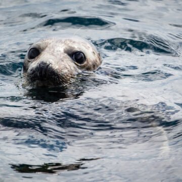 Científicos hallan microplásticos en focas de la Antártida