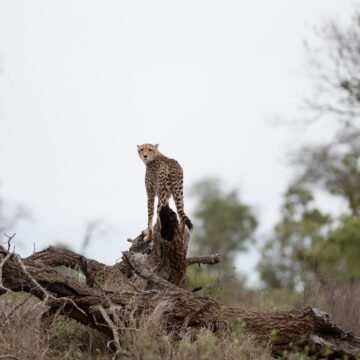 La destrucción del hábitat empuja al yaguareté hacia la extinción