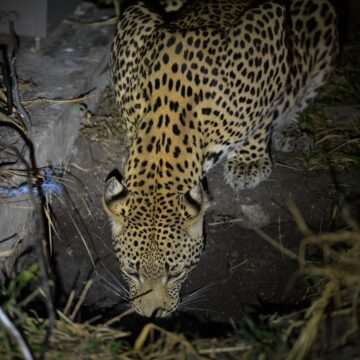 Yaguareté asesinado: caza y desmonte como amenazas críticas para el felino más grande de América