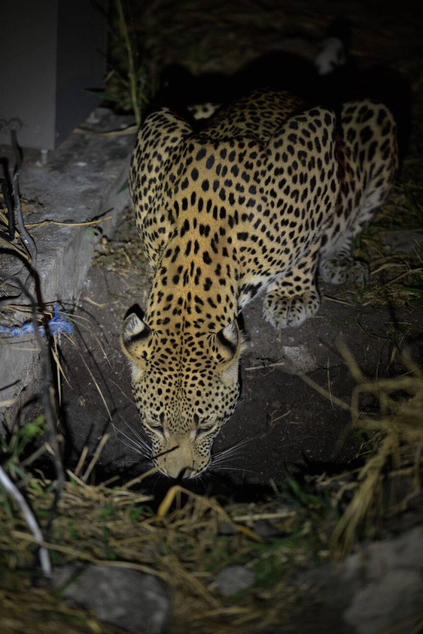 Yaguareté asesinado: caza y desmonte como amenazas críticas para el felino más grande de América