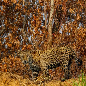 En Argentina quedan tan sólo 250 ejemplares de yaguareté