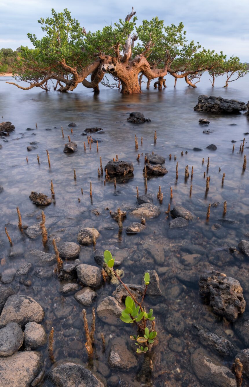 La crisis del agua en el norte de África: efectos de la sobreexplotación de los acuíferos en la vida silvestre