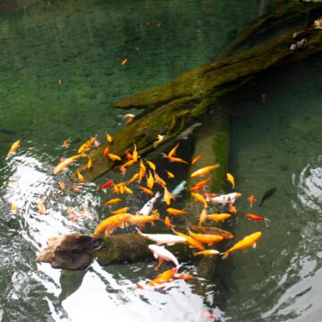 Las consecuencias de las grandes represas en la migración de peces en ríos sudamericanos Las consecuencias de las grandes represas en la migración de peces en ríos sudamericanos