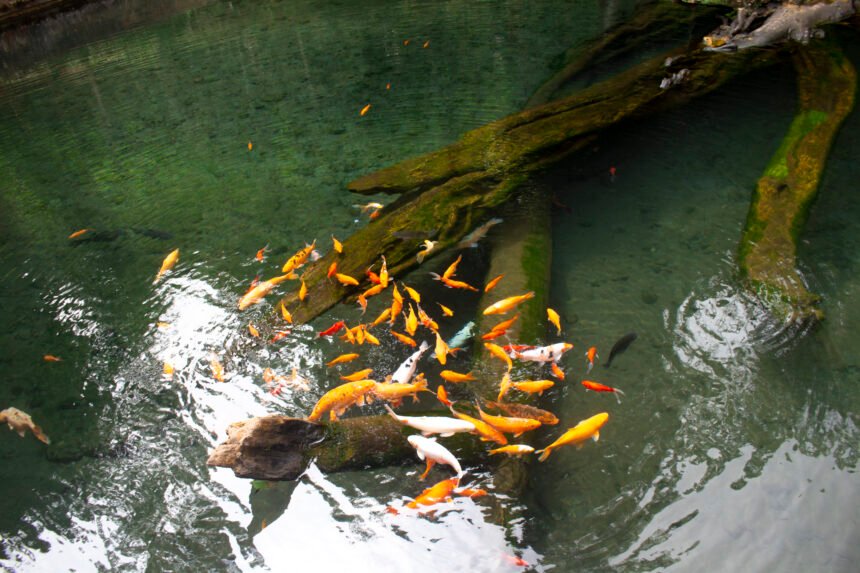 Las consecuencias de las grandes represas en la migración de peces en ríos sudamericanos