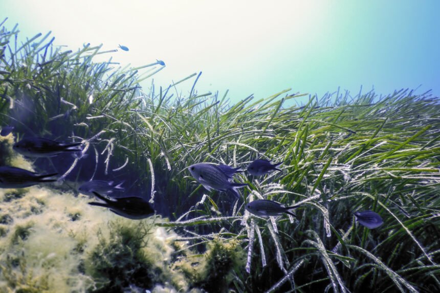 La pérdida de los ecosistemas de céspedes marinos en el Mediterráneo