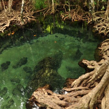 La destrucción de los bosques de manglares en el sudeste asiático y su impacto en la biodiversidad costera La destrucción de los bosques de manglares en el sudeste asiático y su impacto en la biodiversidad costera