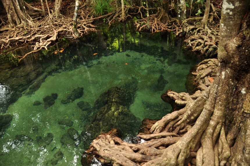 La destrucción de los bosques de manglares en el sudeste asiático y su impacto en la biodiversidad costera