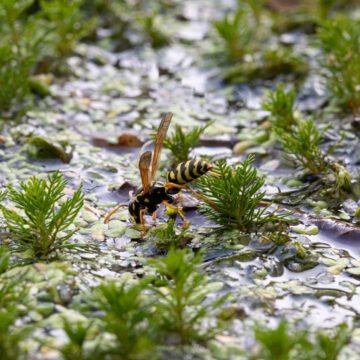 La extinción de las abejas: consecuencias para la polinización y la agricultura mundial La extinción de las abejas: consecuencias para la polinización y la agricultura mundial