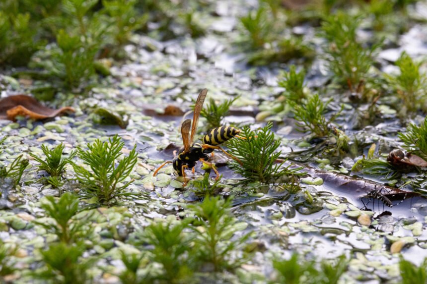 La extinción de las abejas: consecuencias para la polinización y la agricultura mundial