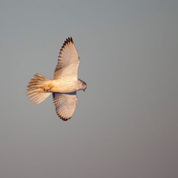 La importancia para los ecosistemas de las aves que migran a Colombia cada año