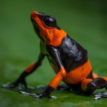 COP16: una cumbre de biodiversidad fundamental para el futuro global