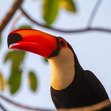 Estos son las naciones con mayor biodiversidad del mundo